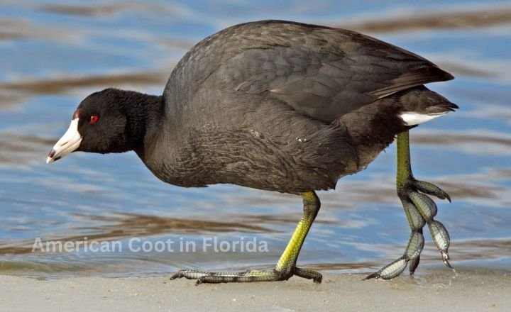 American Coot in Florida