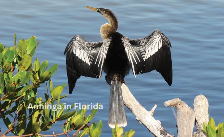 Anhinga in Florida