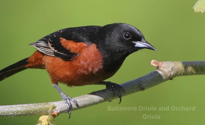 Baltimore Oriole and Orchard Oriole