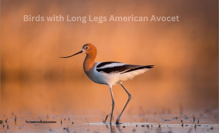 Birds with Long Legs American Avocet