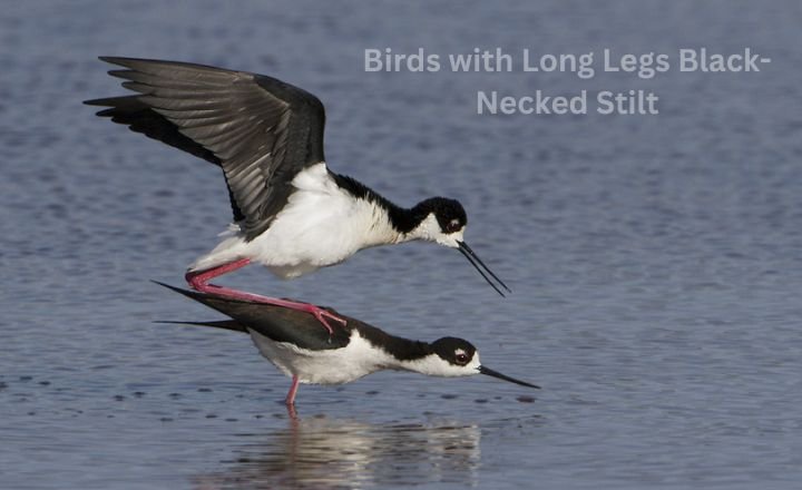 Birds with Long Legs Black-Necked Stilt