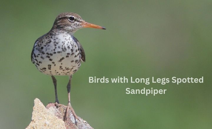 Birds with Long Legs Spotted Sandpiper