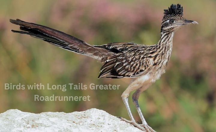 Birds with Long Tails Greater Road runner