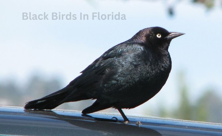 Black Birds In Florida