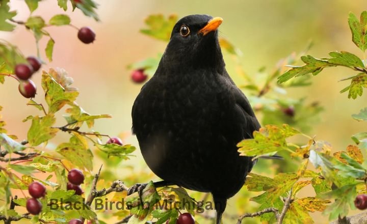 Black Birds in Michigan