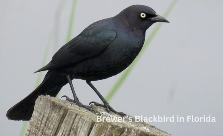 Brewer’s Blackbird in Florida