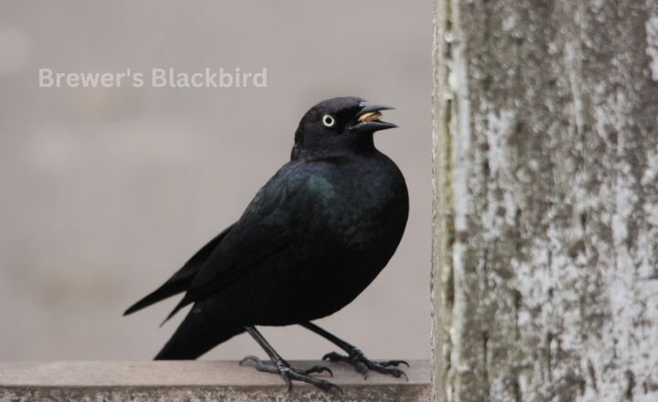  Brewer's Blackbird