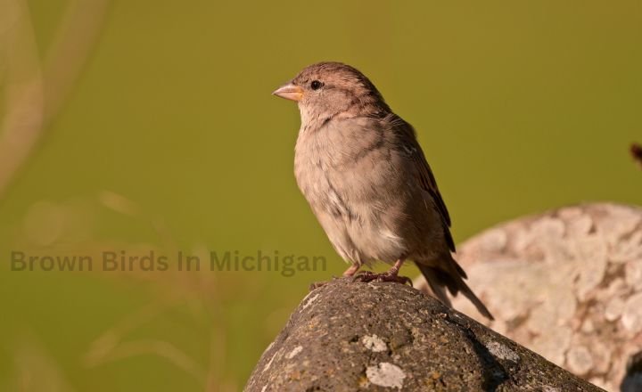 Brown Birds In Michigan