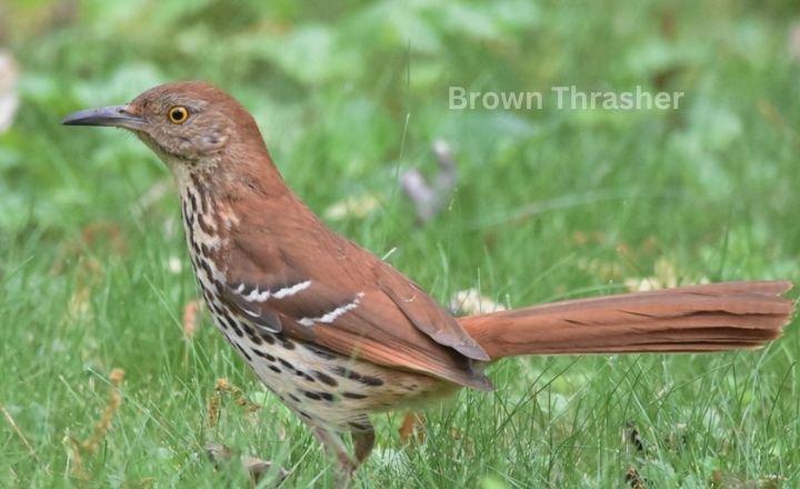 Brown Thrasher