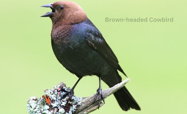 Brown-headed Cowbird