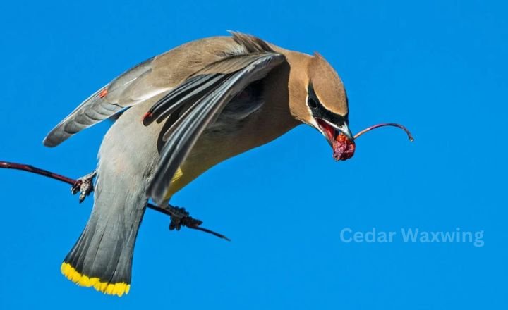 Cedar Waxwing