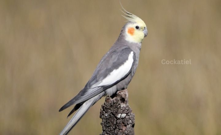 Cockatiel