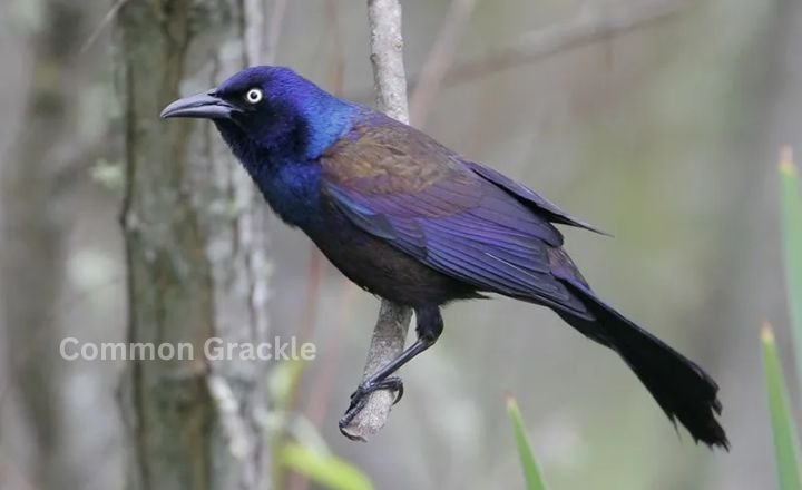 Common Grackle