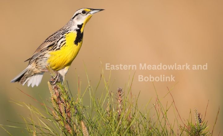 Eastern Meadowlark and Bobolink