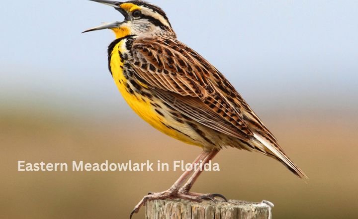 Eastern Meadowlark in Florida