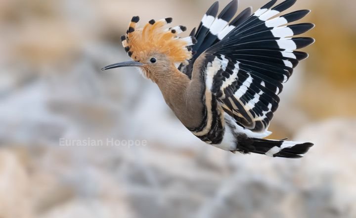 Eurasian Hoopoe