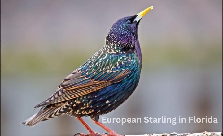 European Starling in Florida