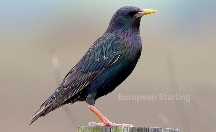 European Starling