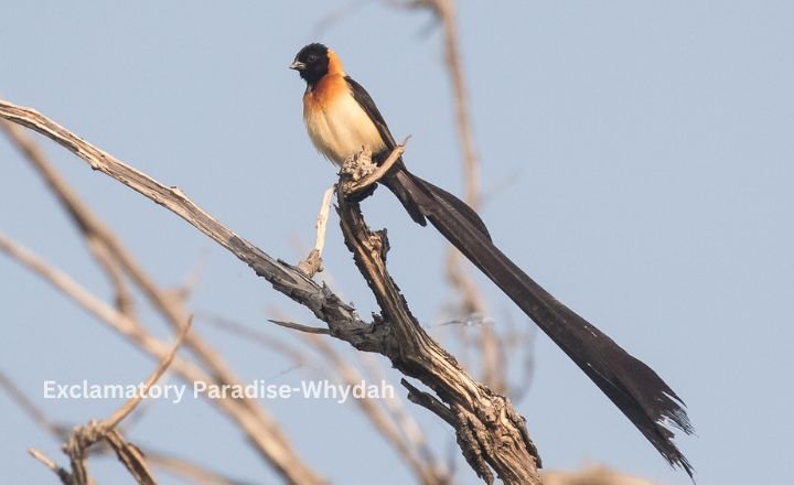 Exclamatory Paradise-Whydah