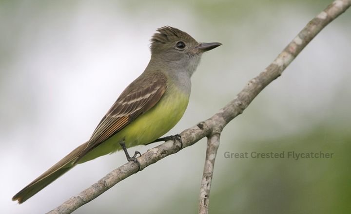 Great Crested Flycatcher