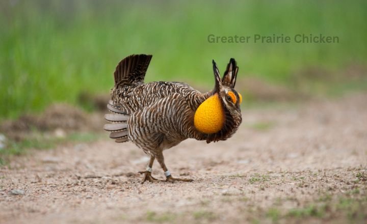 Greater Prairie Chicken