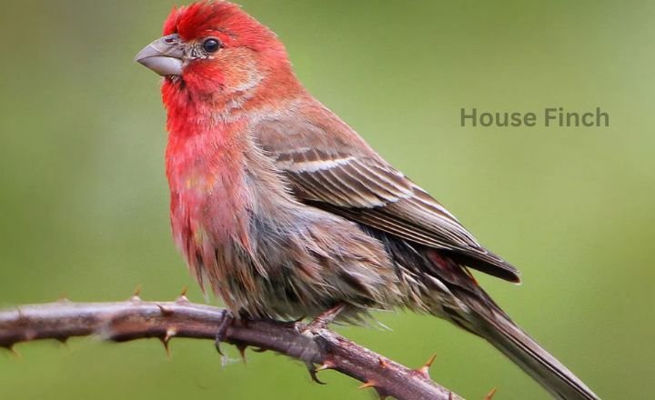 House Finch