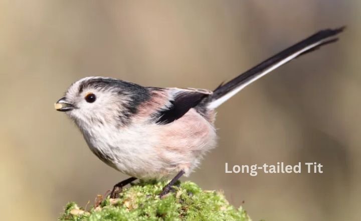 Long-tailed Tit