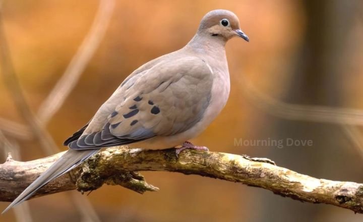 Mourning Dove