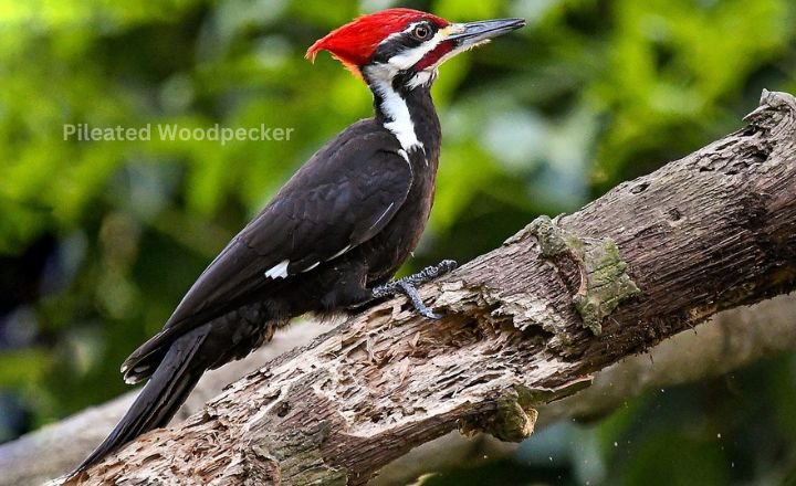 Pileated Woodpecker