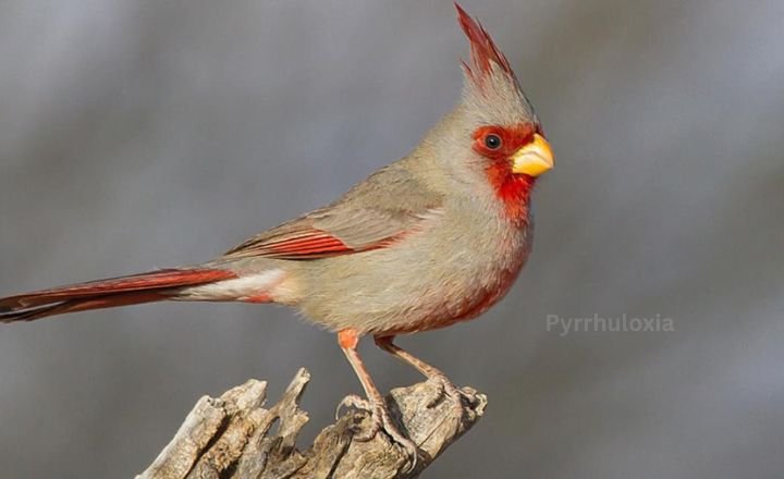 Pyrrhuloxia