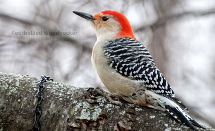 Red-bellied Woodpecker