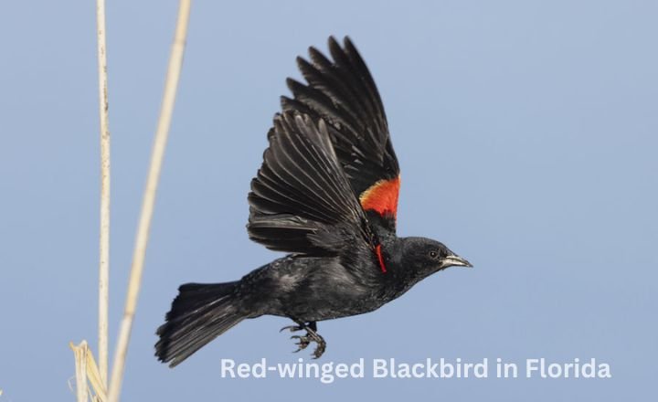 Red-winged Blackbird in Florida