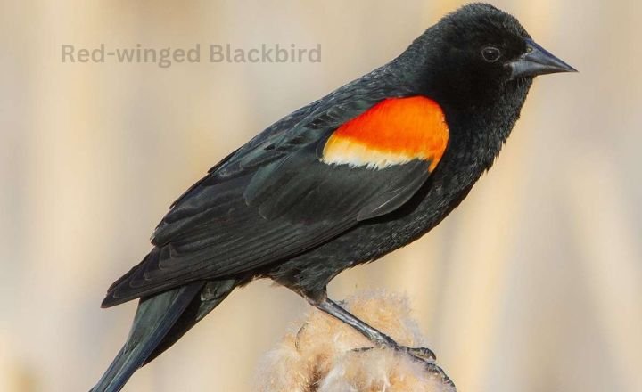 Red-winged Blackbird