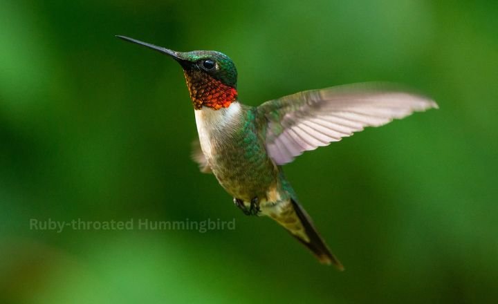 Ruby-throated Hummingbird