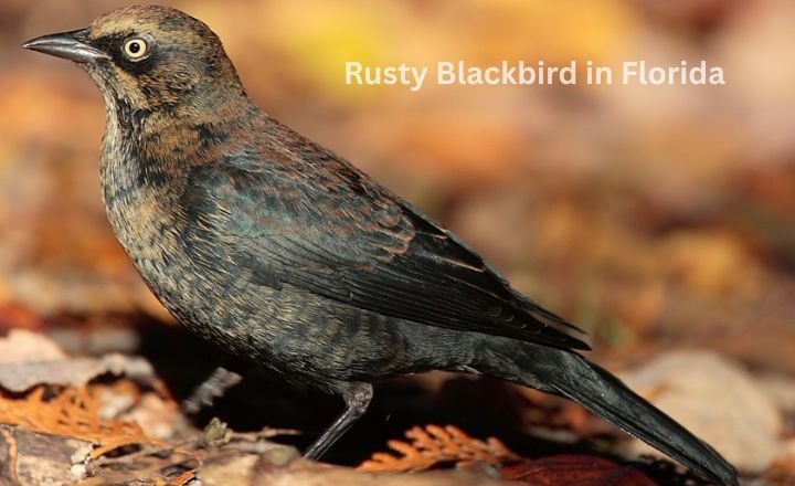 Rusty Blackbird in Florida