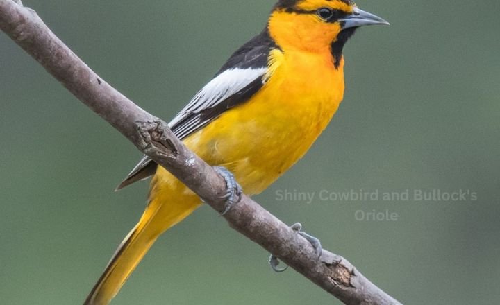 Shiny Cowbird and Bullock's Oriole