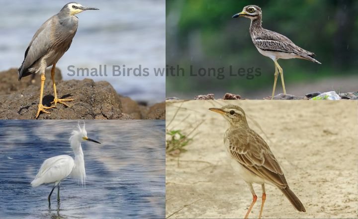 Small Birds with Long Legs