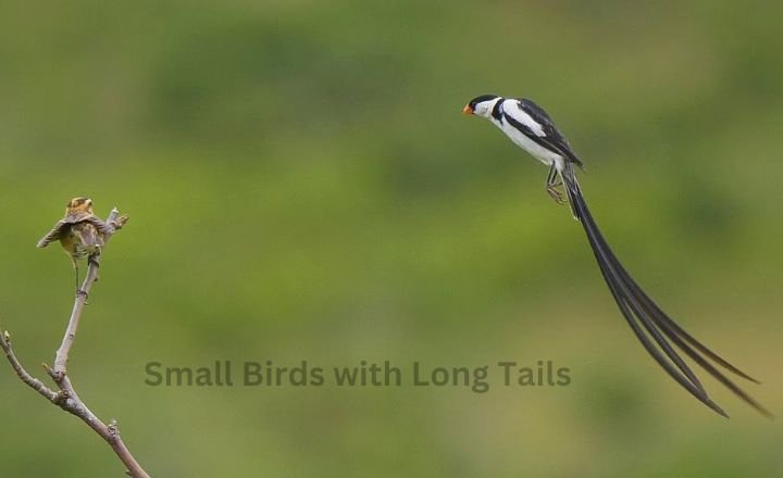 Small Birds with Long Tails