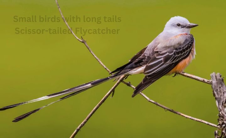 Small birds with long tails Scissor-tailed Flycatcher