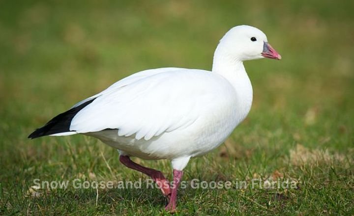 Snow Goose and Ross’s Goose in Florida