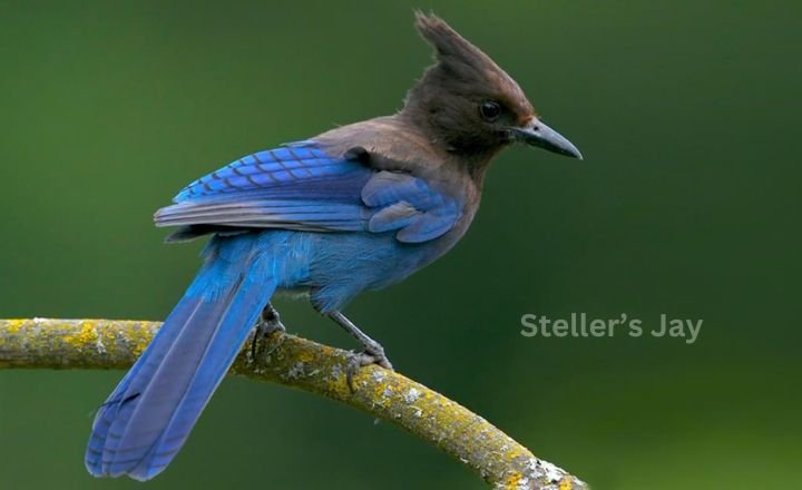 Steller’s Jay