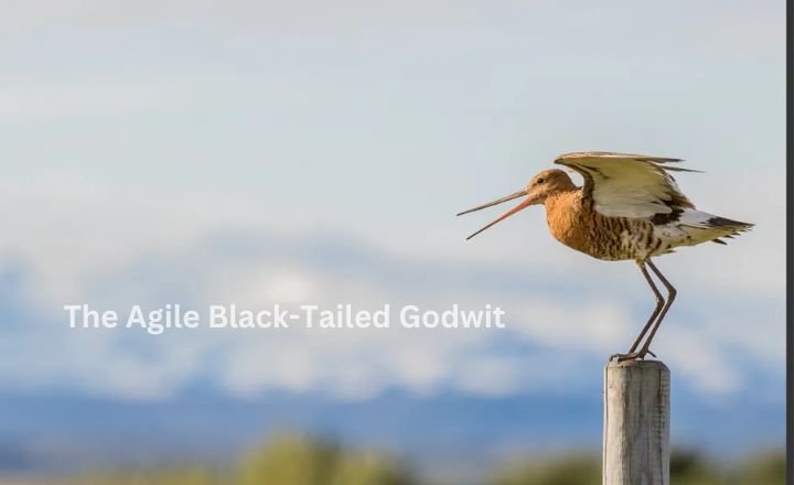 The Agile Black-Tailed Godwit