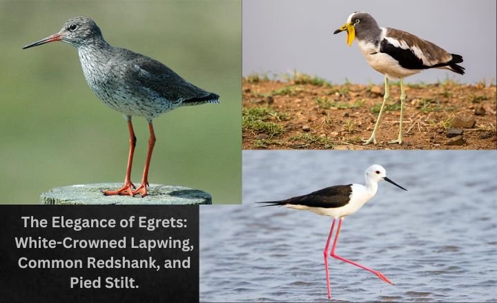 The Elegance of Egrets_ White-Crowned Lapwing, Common Redshank, and Pied Stilt