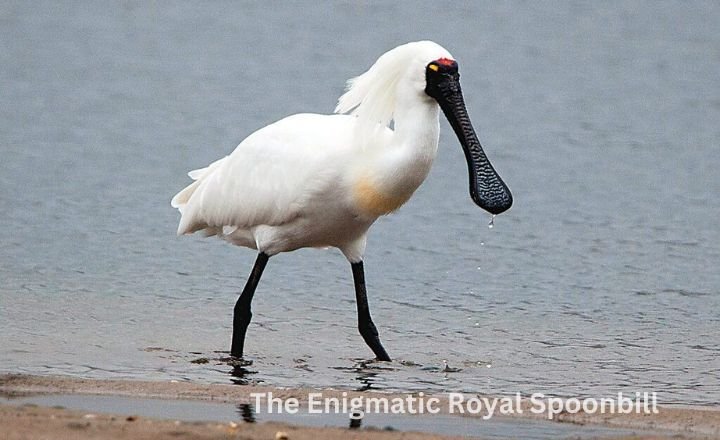 The Enigmatic Royal Spoonbill