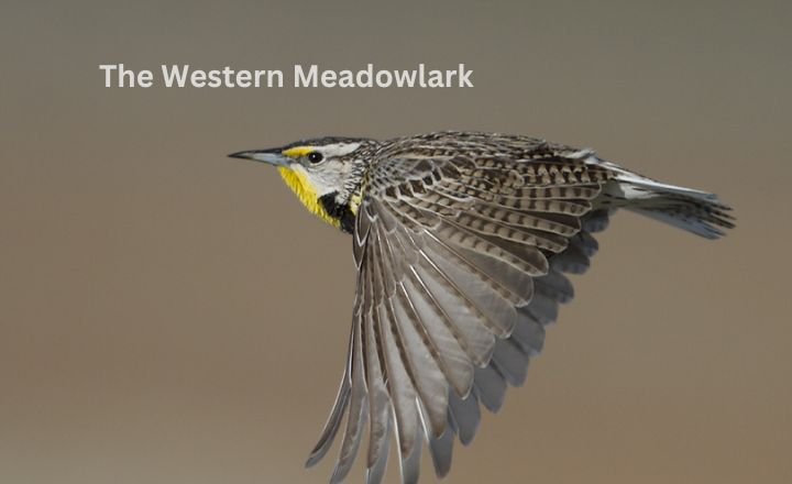 The Western Meadowlark