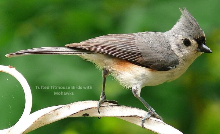 Tufted Titmouse Birds with Mohawks