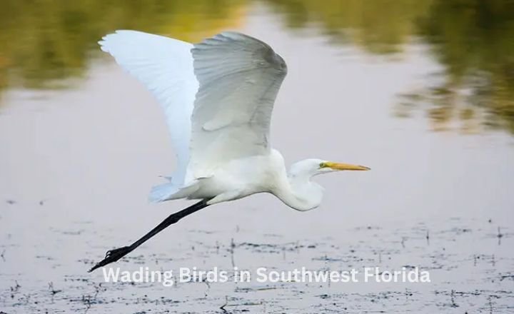 Wading Birds in Southwest Florida