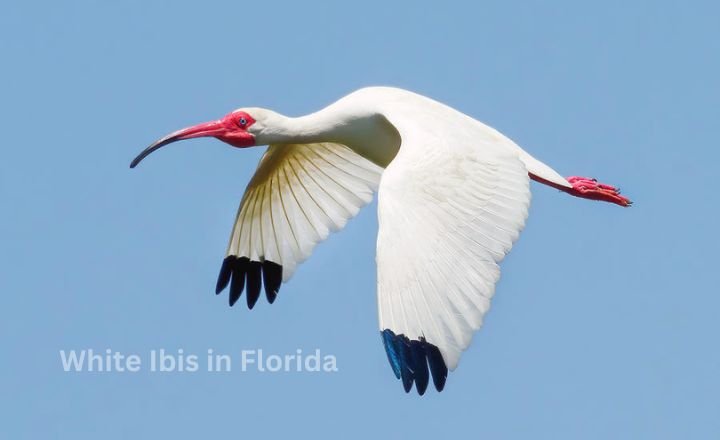 White Ibis in Florida