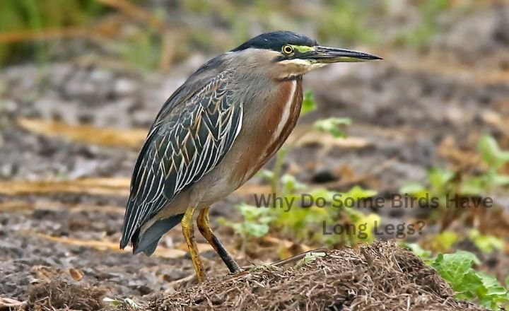 Why Do Some Birds Have Long Legs