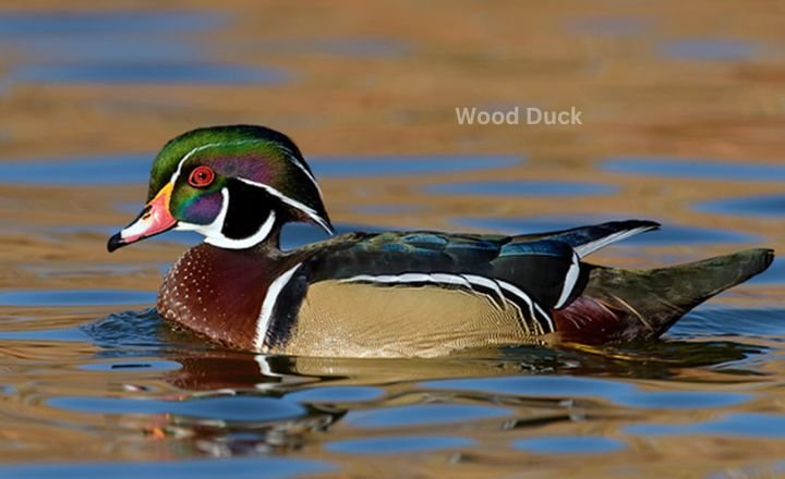 Wood Duck